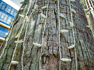 A garland of light bulbs is attached to a tree trunk