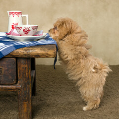Cute maltipoo puppy begging for food