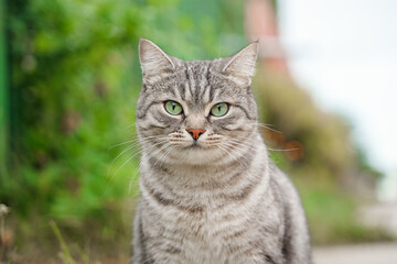 Portrait of a beautiful striped cat with green eyes in summer outdoor.