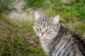 Portrait of a beautiful striped cat with green eyes in summer outdoor.