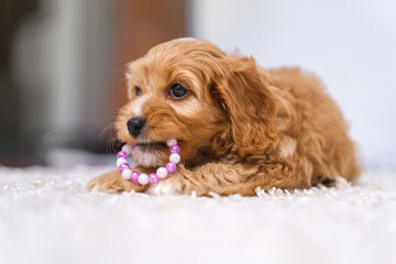 A puppy of a Cavapoo or Cockapoo breed dog at home. Portrait of a fluffy Baby Maltypu .