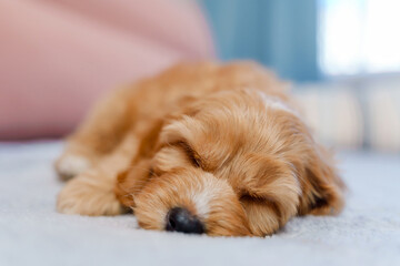 A puppy of a Cavapoo or Cockapoo breed dog at home. Baby Maltipu is sleeping on the bed.