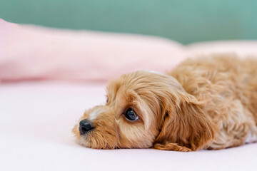A puppy of a Cavapoo or Cockapoo breed dog at home. Baby Maltipu is sleeping on the bed.