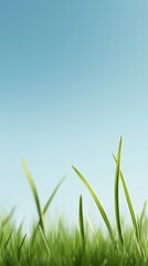 Fototapeta premium Green grass swaying gently under a clear blue sky on a sunny day in a peaceful outdoor setting