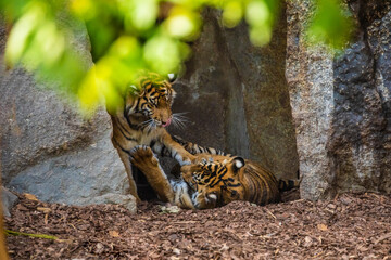 critically endangered Sumatran tiger