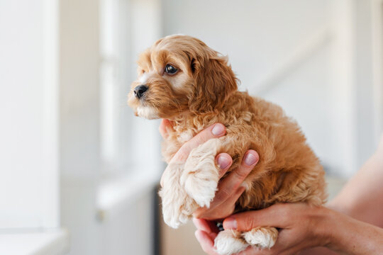 A puppy of a Cavapoo or Cockapoo breed dog at home. Portrait of a fluffy Baby Maltypu .