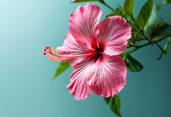 A pink flower with a white center on a branch.