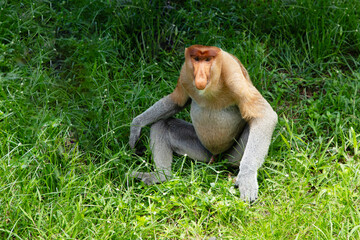 Proboscis Monkey Nasalis larvatus in mangrove rain forest