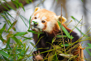 Naklejka premium red panda Ailurus fulgens, lesser panda, is a small mammal