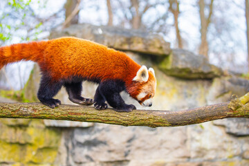red panda Ailurus fulgens, lesser panda, is a small mammal