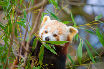 red panda Ailurus fulgens, lesser panda, is a small mammal