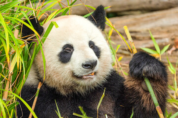 giant black and white panda is eating bamboo. Large animal closeup