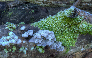 Der erste Frost im Herbst mit Eiskristallen und gefrorenem Moos auf einem Baum