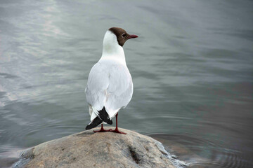 The black-headed gull (Chroicocephalus ridibundus)	