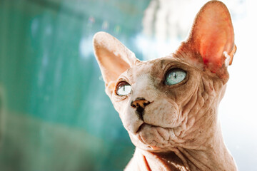 Beautiful gray bald Canadian Sphynx with blue eyes. A sphinx cat is looking into a distance....