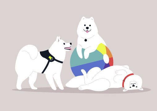 A trio of Samoyeds interact joyfully, with one balancing on a colorful beach ball while the others playfully engage nearby, showcasing their boundless energy and friendly demeanor