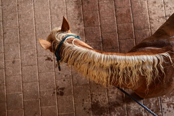 Pferdeperspektive. Goldenes Pferd aus der Vogelperspektive, Ausschnitt