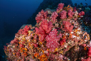 Real coral reef underwater photography marine biology ecosytem with colorful sea fish swim around in deep dive blue water landscape background in concept of global environment impact and bleaching