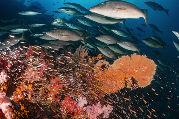 Real coral reef underwater photography marine biology ecosytem with colorful sea fish swim around...