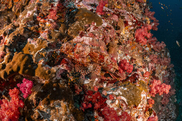 Real coral reef underwater photography marine biology ecosytem with colorful sea fish swim around in deep dive blue water landscape background in concept of global environment impact and bleaching