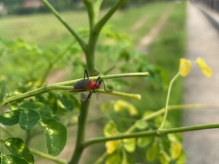 Closeup of a Red and Black Insect on a Green Plant Branch Outdoors in Daylight