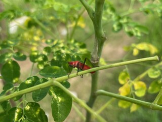 A Vibrant Red Insect on a Lush Green Moringa Plant Branch Close-Up Shot in a Natural Setting