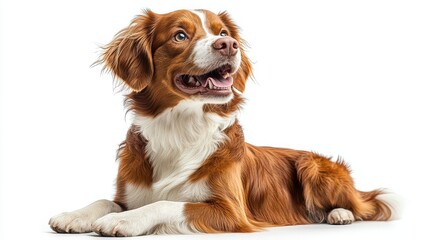 Brittany Spaniel dog panting and sitting on a white background, showing its joyful nature