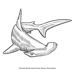Hammerhead shark illustration. Hammerhead shark hand drawn illustration in vintage style. Hammerhead shark sketch drawing