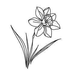  One continuous line illustration of a daffodil flower, isolated on white background.