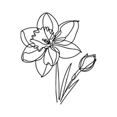  One continuous line illustration of a daffodil flower, isolated on white background.