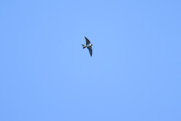 Swallow in the sky, swallow in flight, bright blue sky and a swallow with spread wings