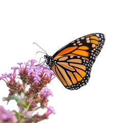 Fototapeta premium Colorful monarch butterfly feeding on purple flowers on transported background 