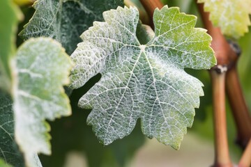 A detailed view of a leaf on its branch, highlighting the texture and veins