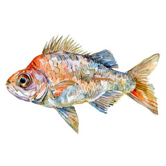 A watercolor vector of Barrel-eye Fish, isolated on a white background. Barrel-eye Fish vector.