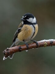 Obraz premium A coal tit perched on a branch in winter.