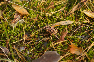 cone on the ground in the autumn forest