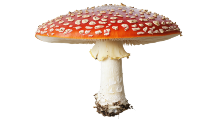 Red mushroom