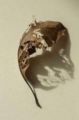 Dried Autumn Leaf Skeleton on a beige background with a strong shadow.