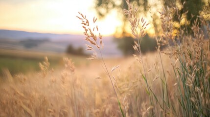 Fototapeta premium A serene landscape featuring golden grass swaying in the gentle breeze at sunset, creating a warm and tranquil atmosphere, Ideal for nature-themed projects, relaxation content