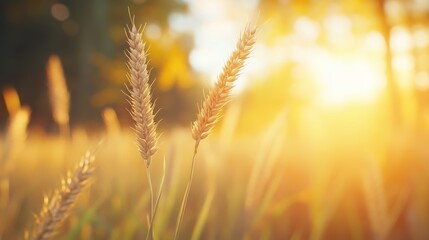 Obraz premium Golden wheat stalks stand tall against a warm, sunlit background, capturing the essence of a bountiful harvest, Ideal for agricultural, environmental, and seasonal themes,