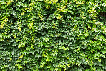 Lush Green Leafy Wall. A vibrant wall covered in dense green ivy leaves, creating a natural texture and a refreshing, organic aesthetic perfect for backgrounds or nature-themed designs.