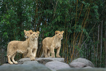 Fototapeta premium The three little baby lions attentively explore their surroundings. They focus on every little movement. They form a strong group (pride).