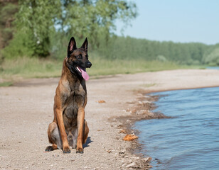 training of belgian shepherd