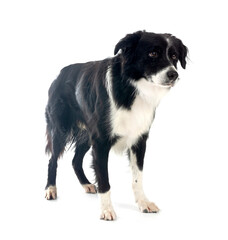 border collie in studio