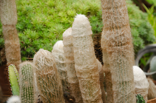 Espostoa woolly cactus species, Espostoa lanata