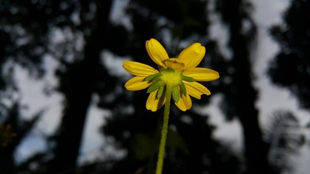 Very beautiful Wedelia biflora floral background. Shot in tropical forest. Wollastonia biflora, Wedelia trilobata, Sphagneticola trilobata, Wedelia yellow flowers.