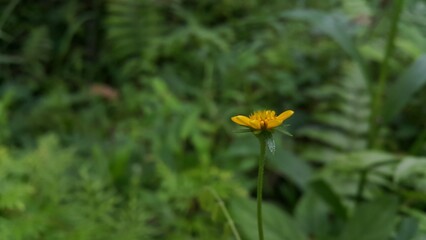 Very beautiful Wedelia biflora floral background. Photo taken on the mountain.