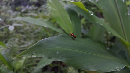 Photo of DENDROBIUM BEETLE on a plant leaf. Photo shot of the mountain. ORCHID BEETLES, DENDROBIUM...