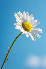 daisy against blue sky