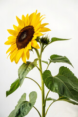sunflower with leaves isolated on white background